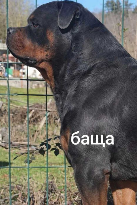 Ротвайлери от елитни родители