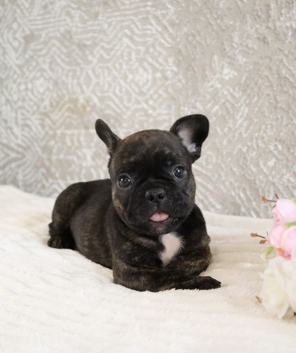 Крошки бульдожки