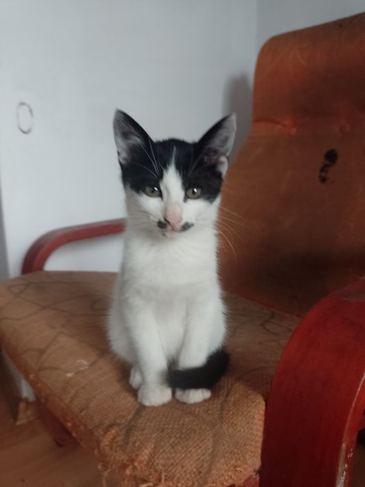 Pisicuta 3 culori si motanel alb cu negru