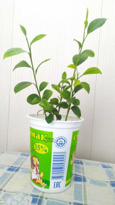 Лимоны за стакан