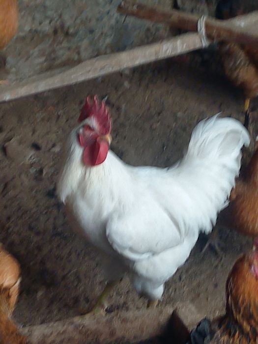 Тауықтардың жұмыртқалары сатылады