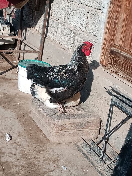 Куры тауықтар ,қораз