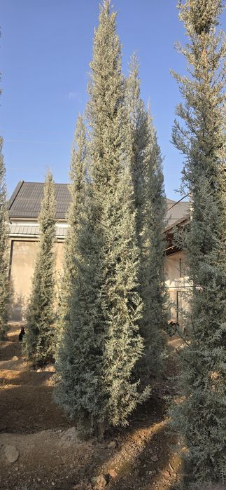 Кепарис аризоника