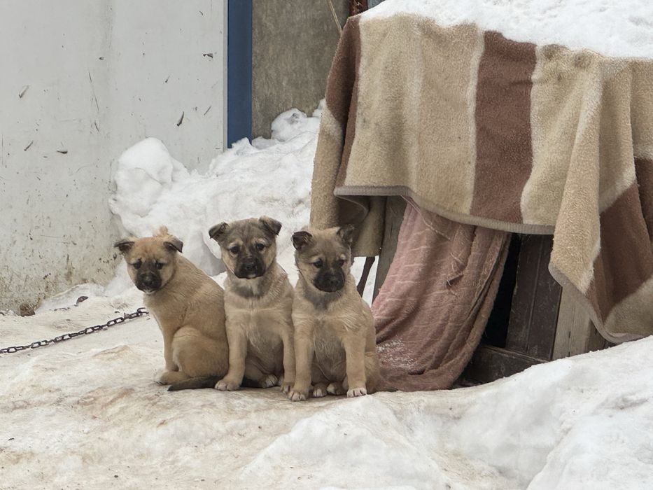 Щенки - девочки в добрые руки