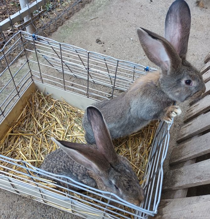 Iepuri Uriaș German gri