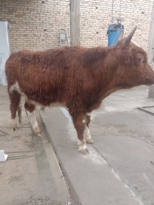 Бука сотилади соглом