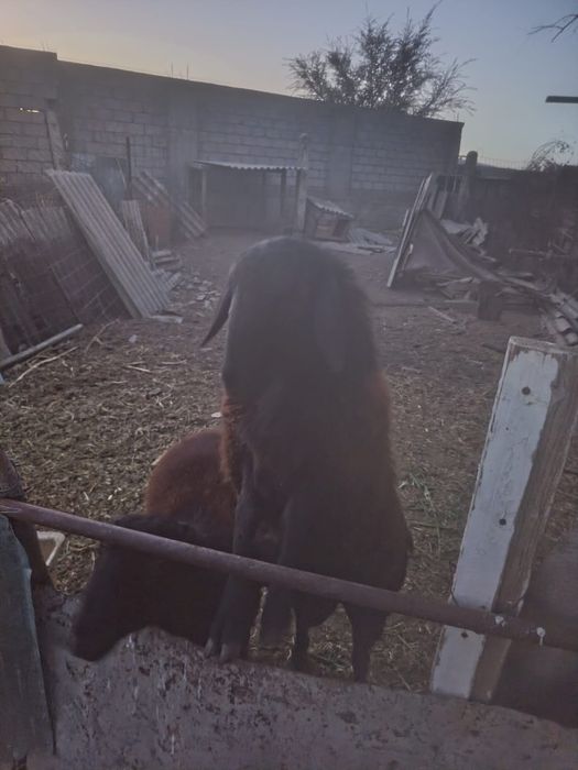 Продам Баран , на хорошем откорме.