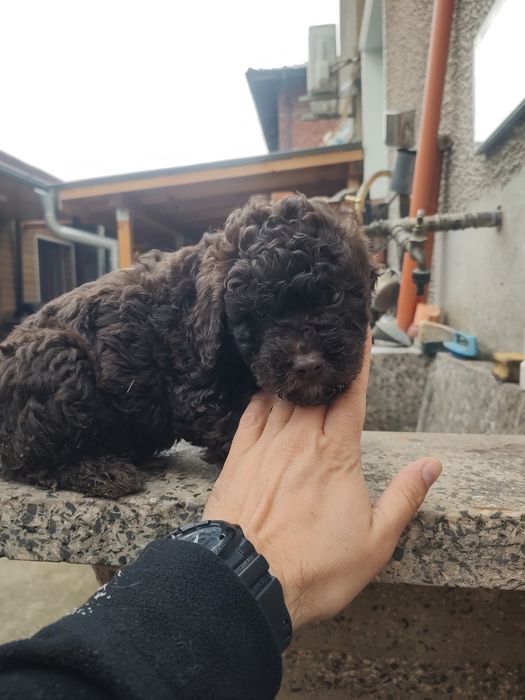 Лагото Романьол гр. Монтана