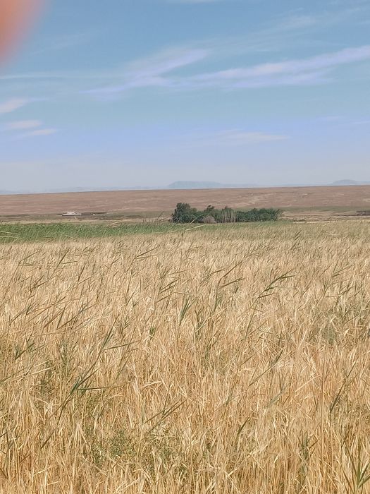 Жер жалга бериледи