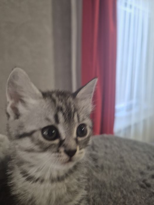 Пордистые котята