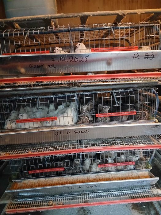 Prepelițe ouătoare ,pui de prepelițe, ouă de consum si de incubat.