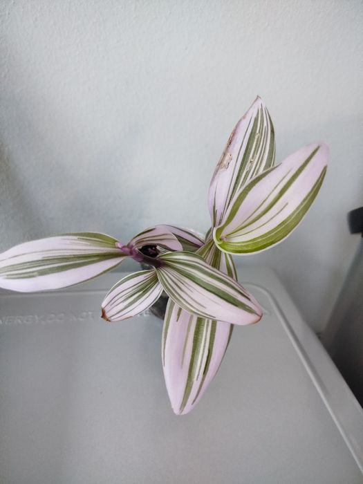 Продам традесканцию Нанук