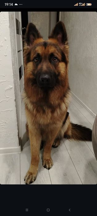 Вязка собак, кобель