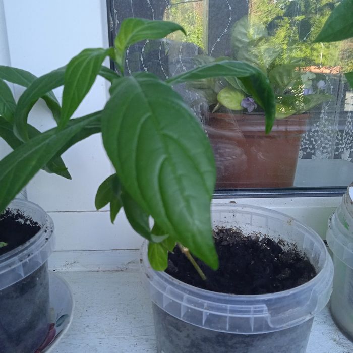 Продам цветок "Пахистакис"