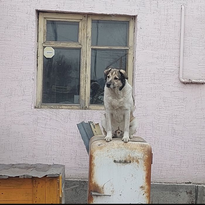 Отдам 2х собак в добрые руки