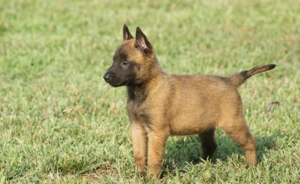 Продам щенка бельгийской овчарки (кобель)