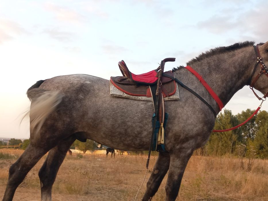 продам жырыбец рысак 4года