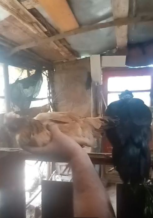 Găini Olandeze moțate