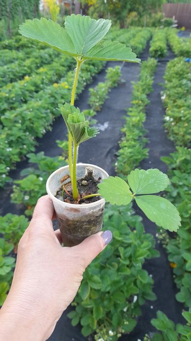 Продам рассаду клубники