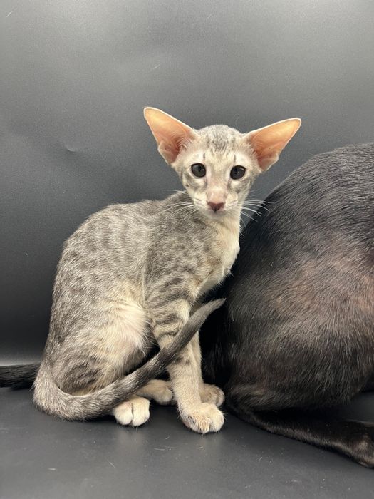 Ориентальные котята