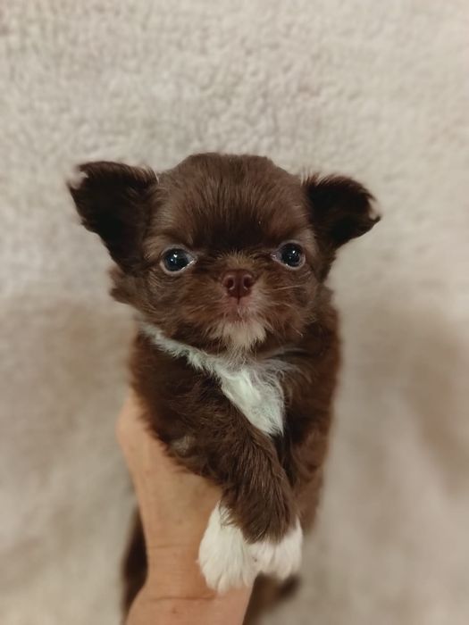 Чихуахуа шоколадного окраса
