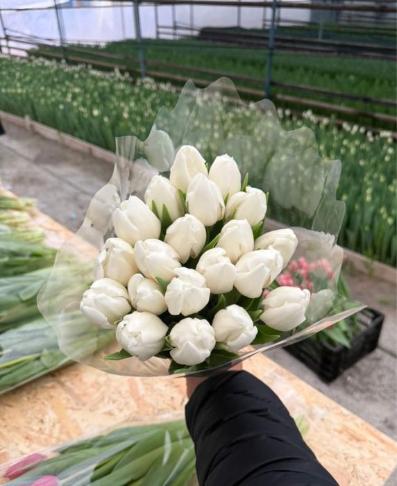 Тюлтпаны! Премиум класса и голладские!