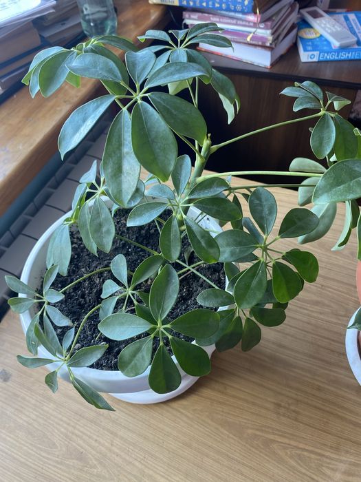 Продаю фикус, монстеру, шеффлеру