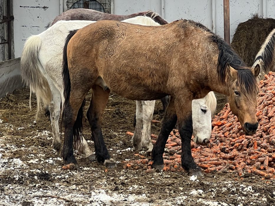 Жеребец Мугалжар