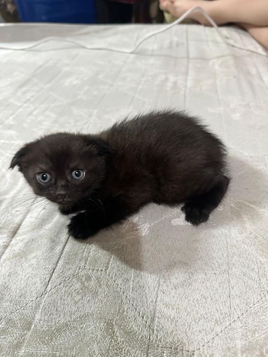 Котенок веслоухий полтора месяца.