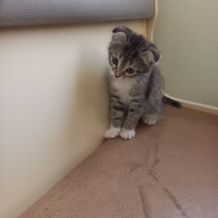 Вислоухий котёнок 1,5 месяц