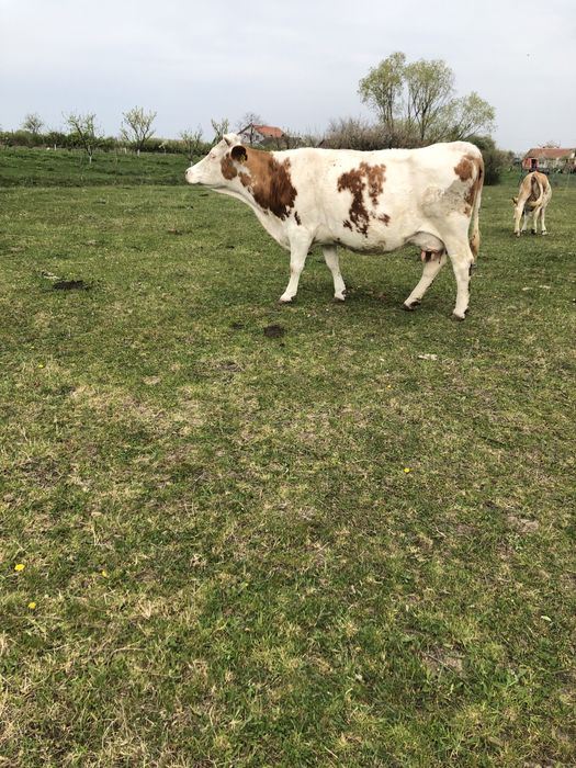 De vânzare 3 vaci bălțate