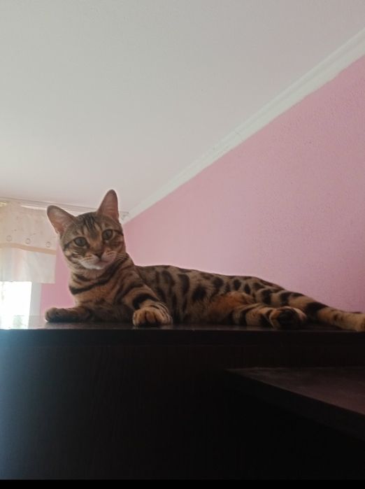 Бенгальские котята