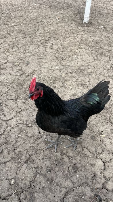 Cocoși Australorp Negru