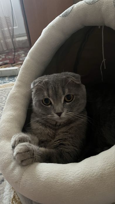 Кошка шотландская