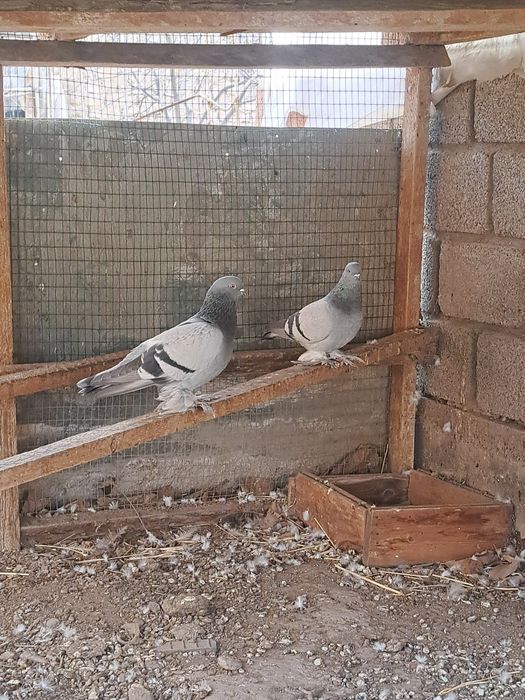 Продаются голуби 200 тыс сум