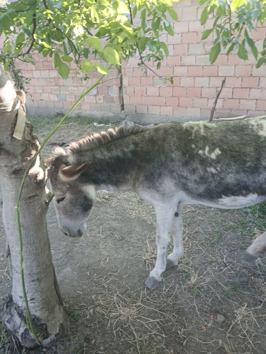 De vînzare 2magărițe si 1 magar