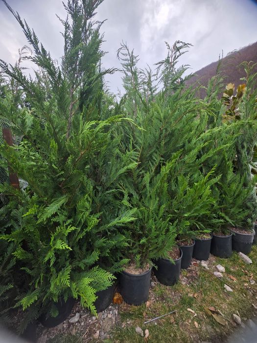 Leylandy rata de prindere 100%