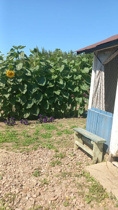 Продам дачу с/т Учитель