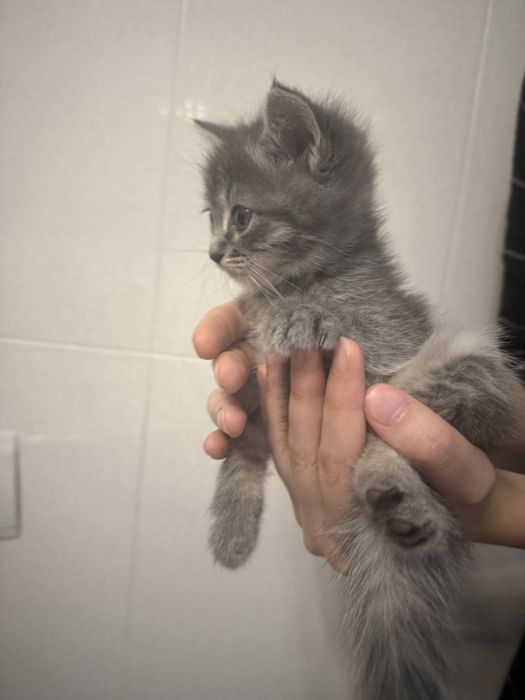 Отдадим котят! Очень милые. Очень. Подозрительно.