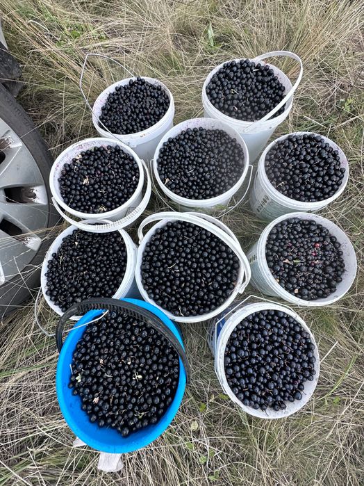 Черная крупная смородина