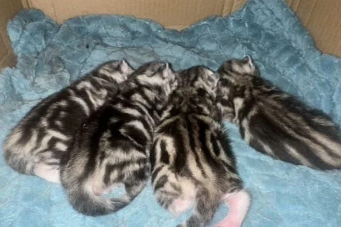 Шотландские котята Скоттиш-фолд