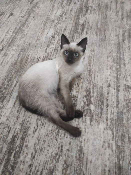 Котенок  мальчик