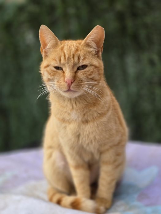 Подаряват се котета