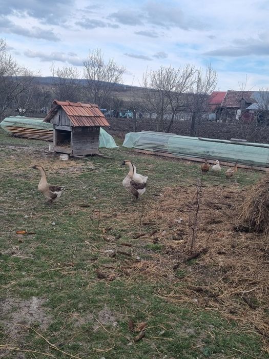 Rațe și gâște de vânzare