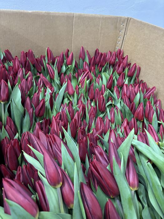 Тюльпаны Петропавловск