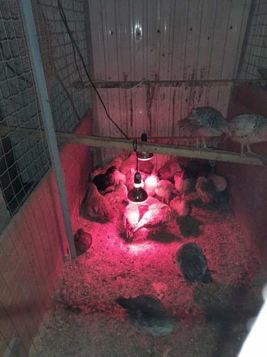 Яйца инкубационные