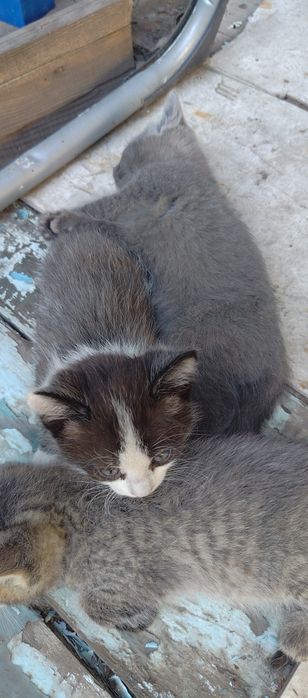 Отдам котят в добрые руки