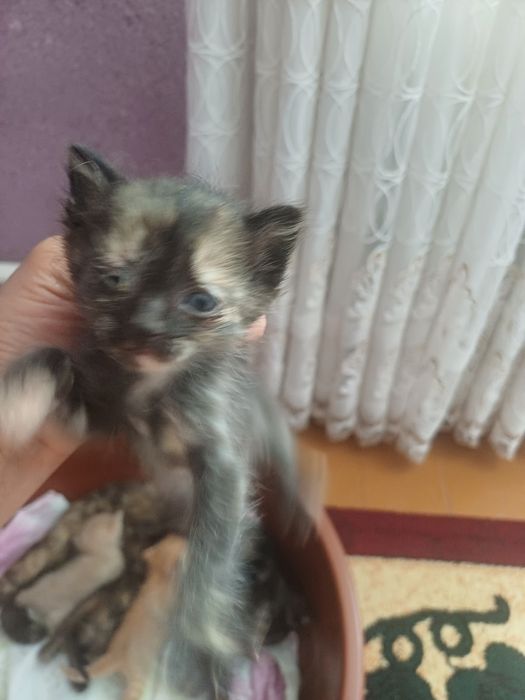 Пышык  анасымен  косып 2баласы бар