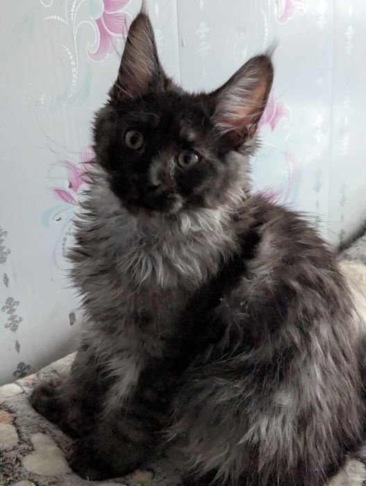 Мейн Кун Полидакт