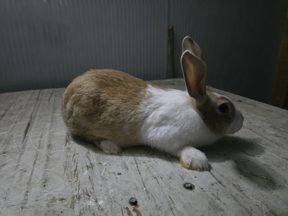 Alb Pannon Hycole Francez iepuri de carne